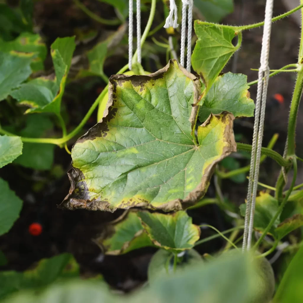 Cucurbits Calcium Deficiency