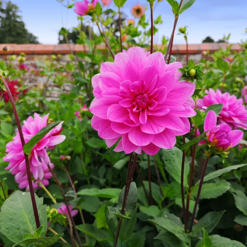 100 Flower Names List