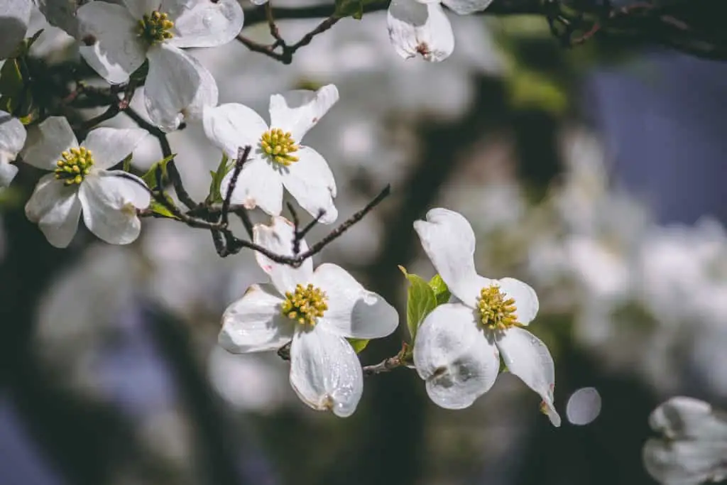 100 Flower Names List