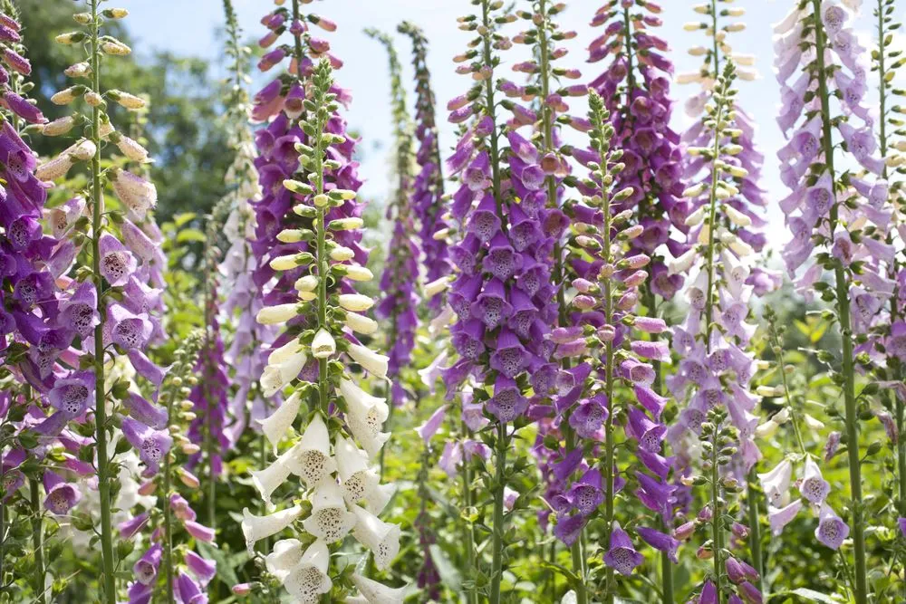 purple flowers