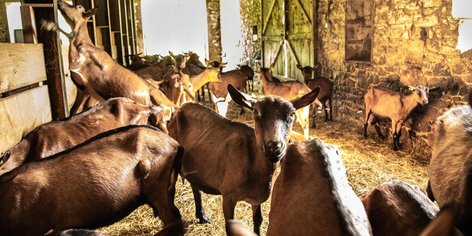 French Goat Cheese Farm