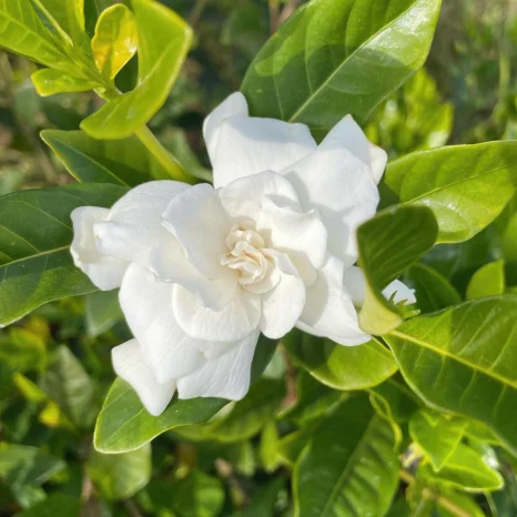 Gardenia 1