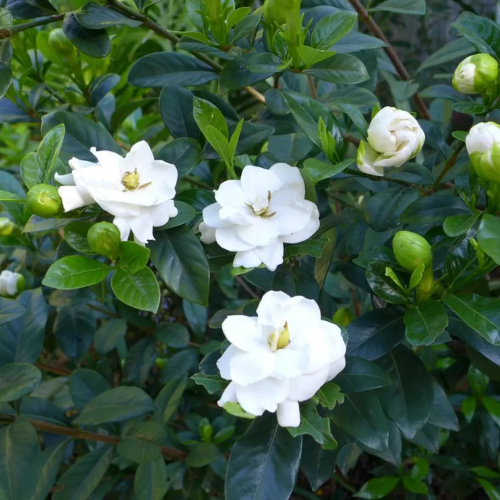 Gardenia