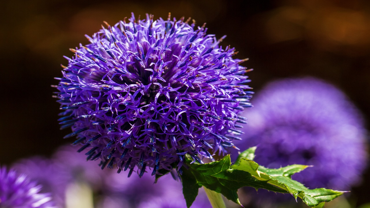 purple flowers