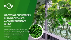 Growing Cucumbers in Hydroponics