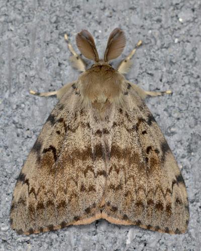 Gypsy Moth