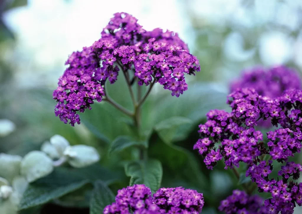 purple flowers