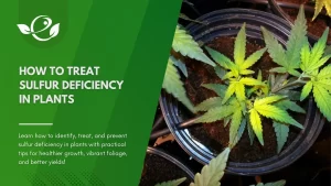 How To Treat Sulfur Deficiency In Plants