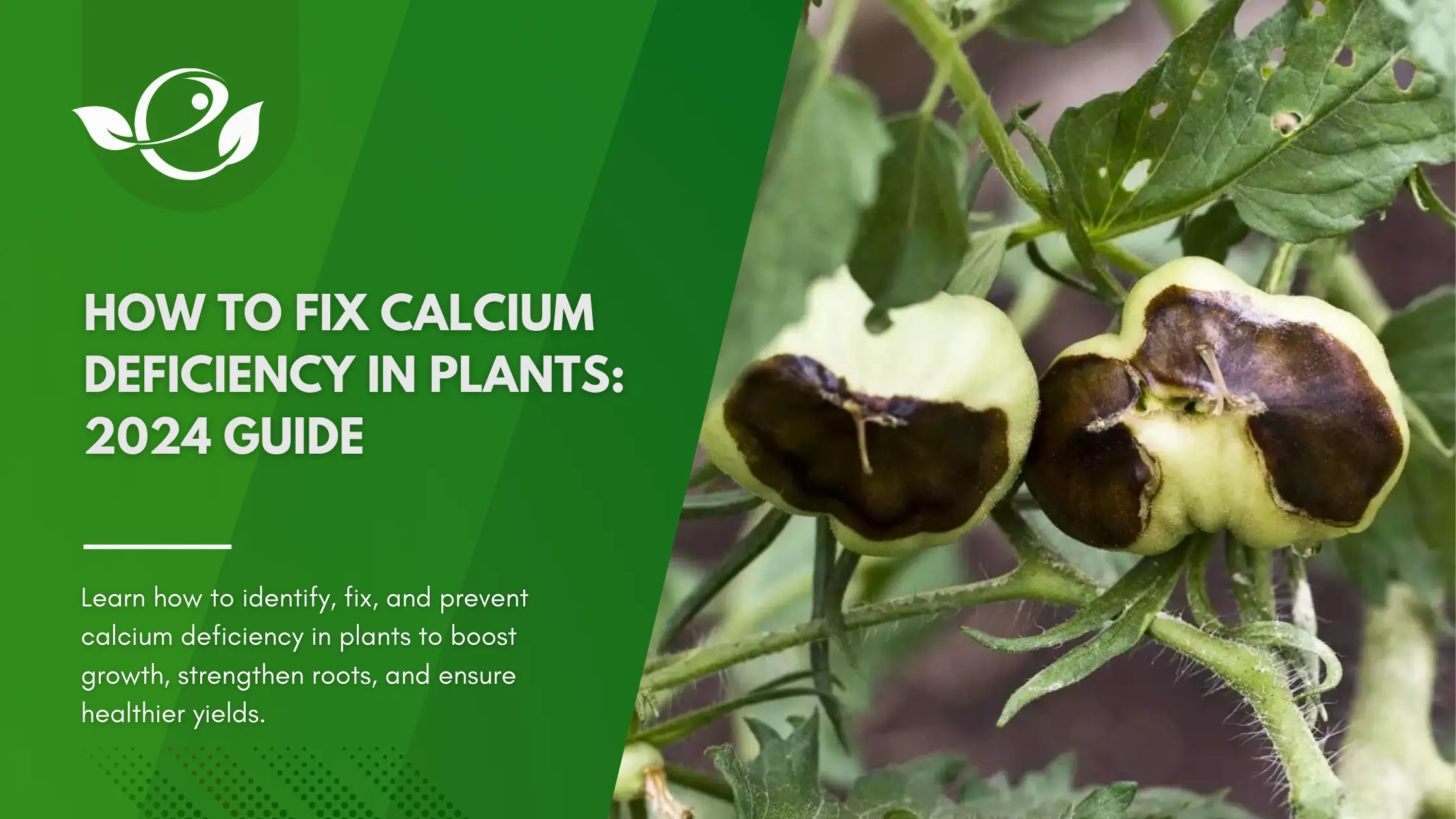 How to Fix Calcium Deficiency in Plants