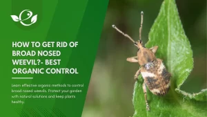 How to Get Rid of Broad Nosed Weevil