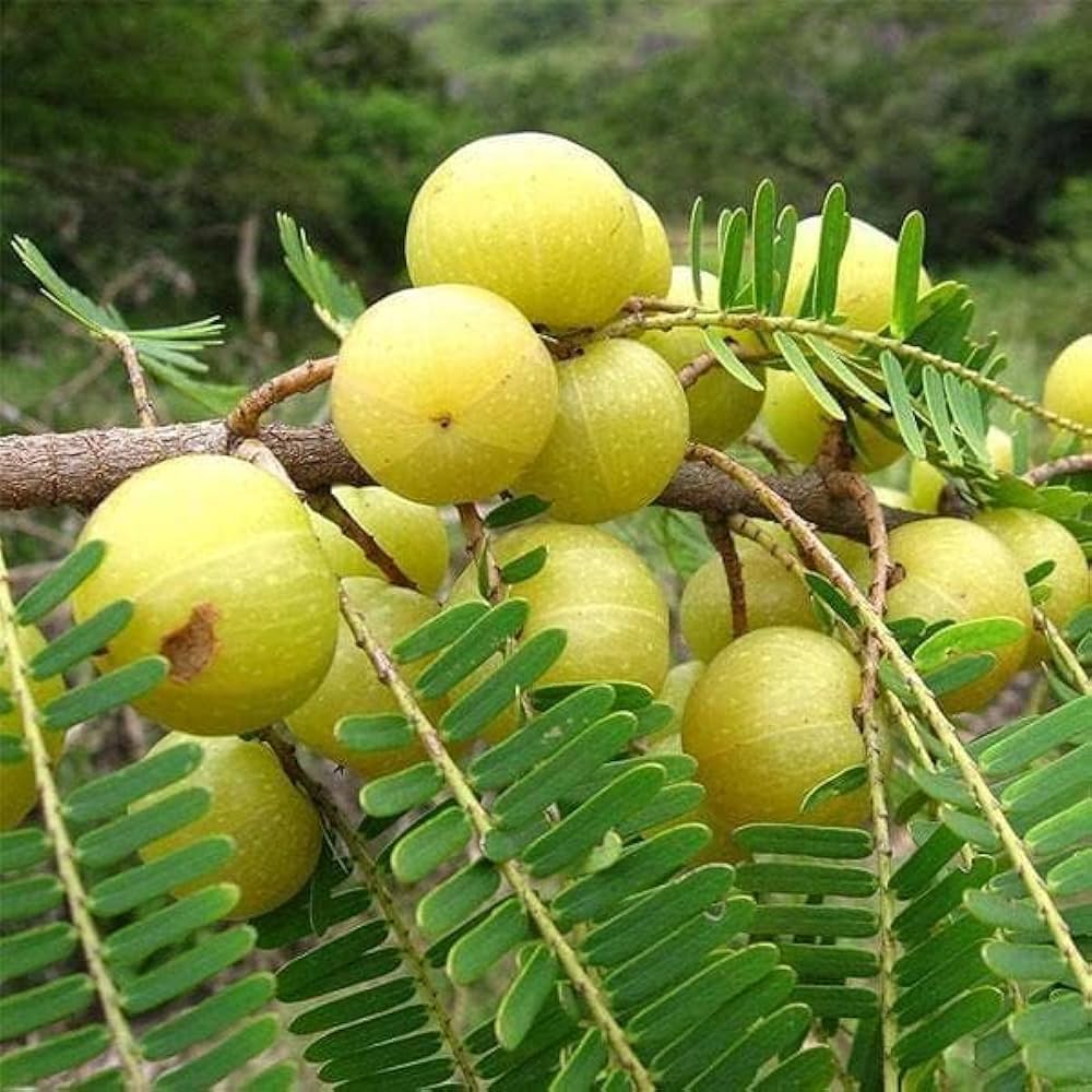 Indian Gooseberry