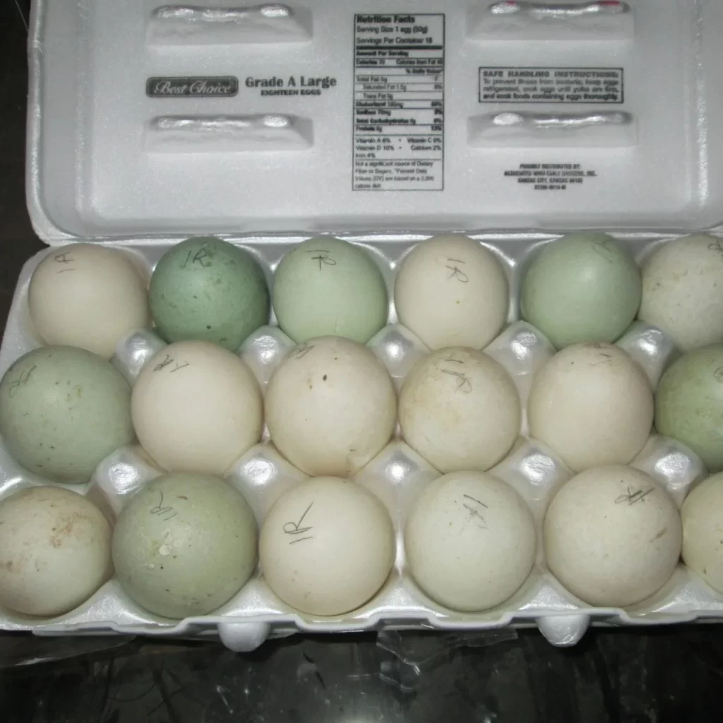 Indian Runner Ducks eggs 1