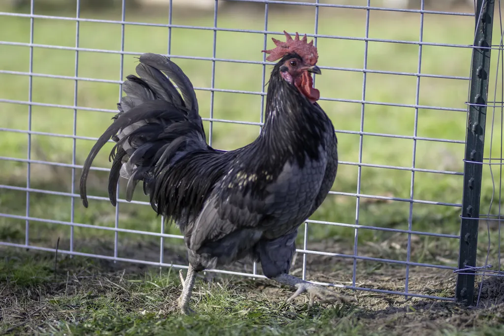 Chicken Egg Color: Top 14 Chicken Breeds for Colorful Eggs