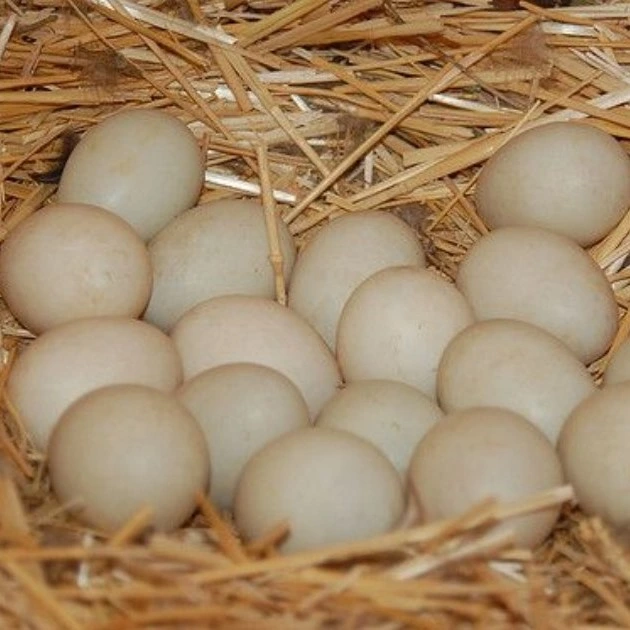 Khaki Campbell Duck eggs