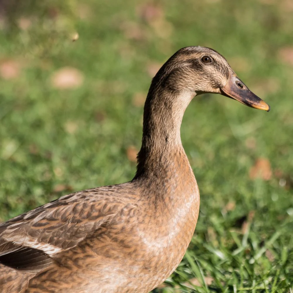 Khaki Campbell Hen