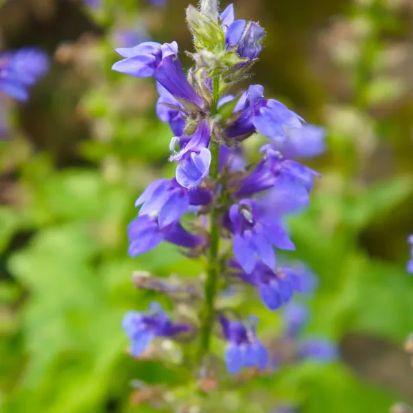 flower names