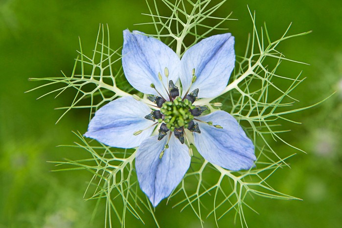 flower names