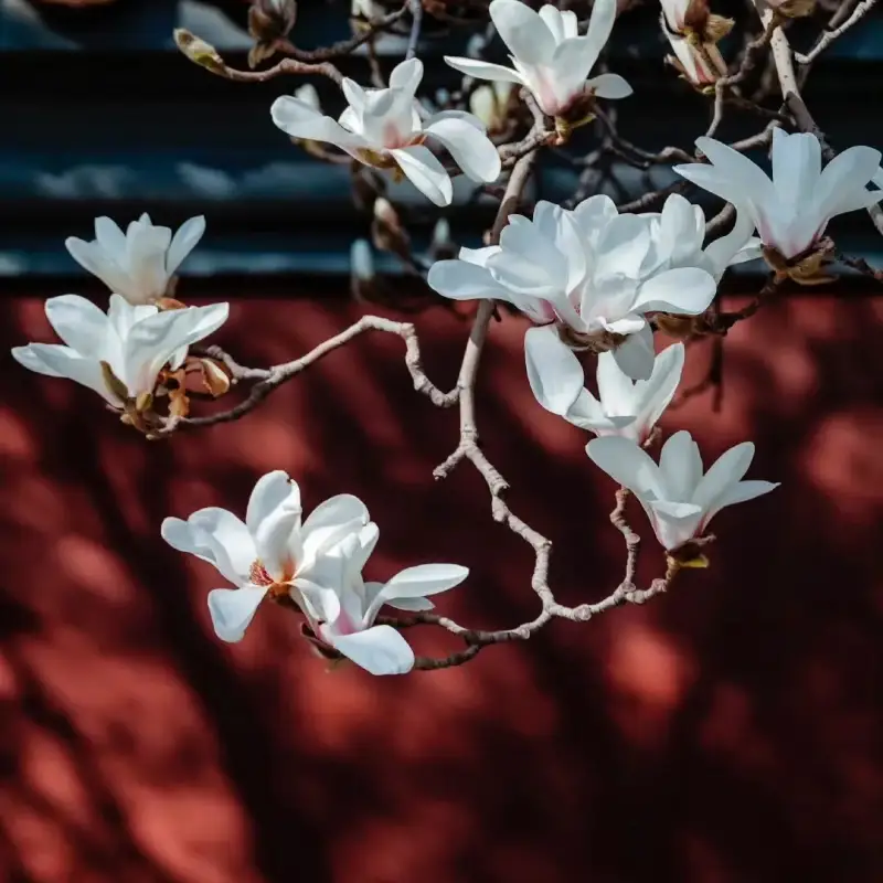 flower names