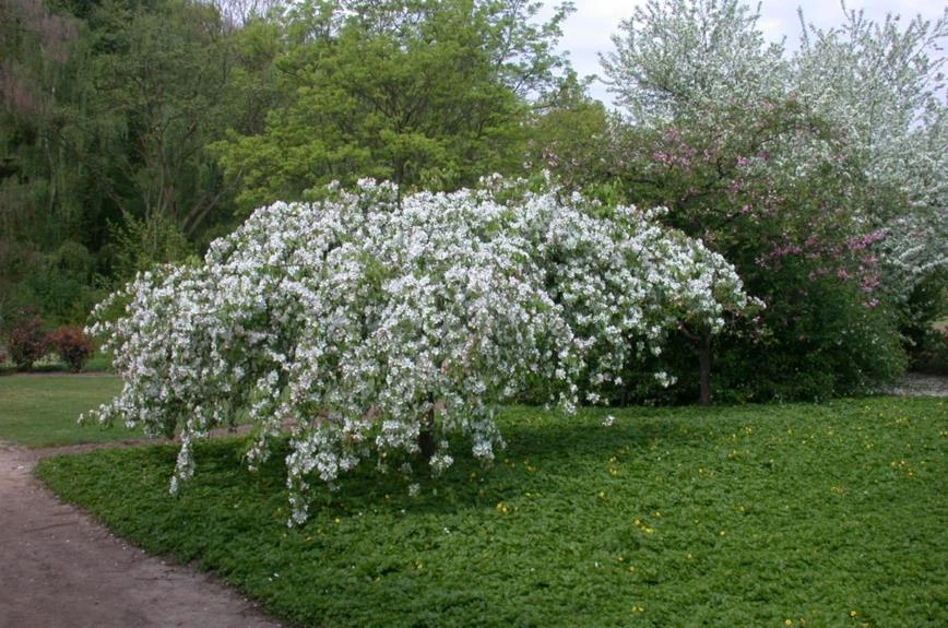 Malus ‘Red Jade