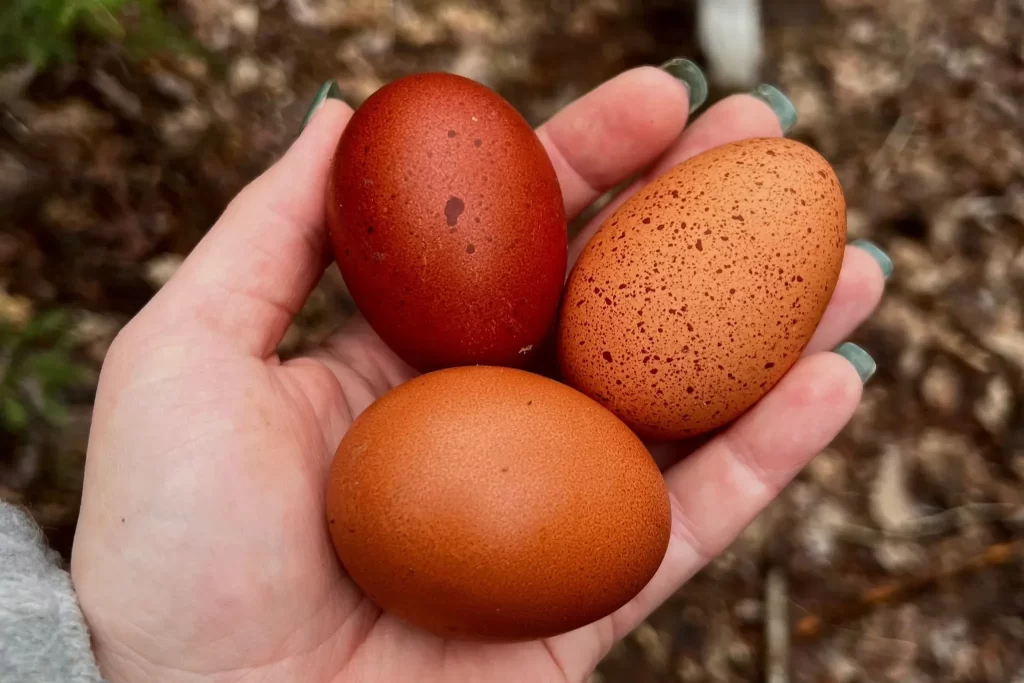 Marans eggs