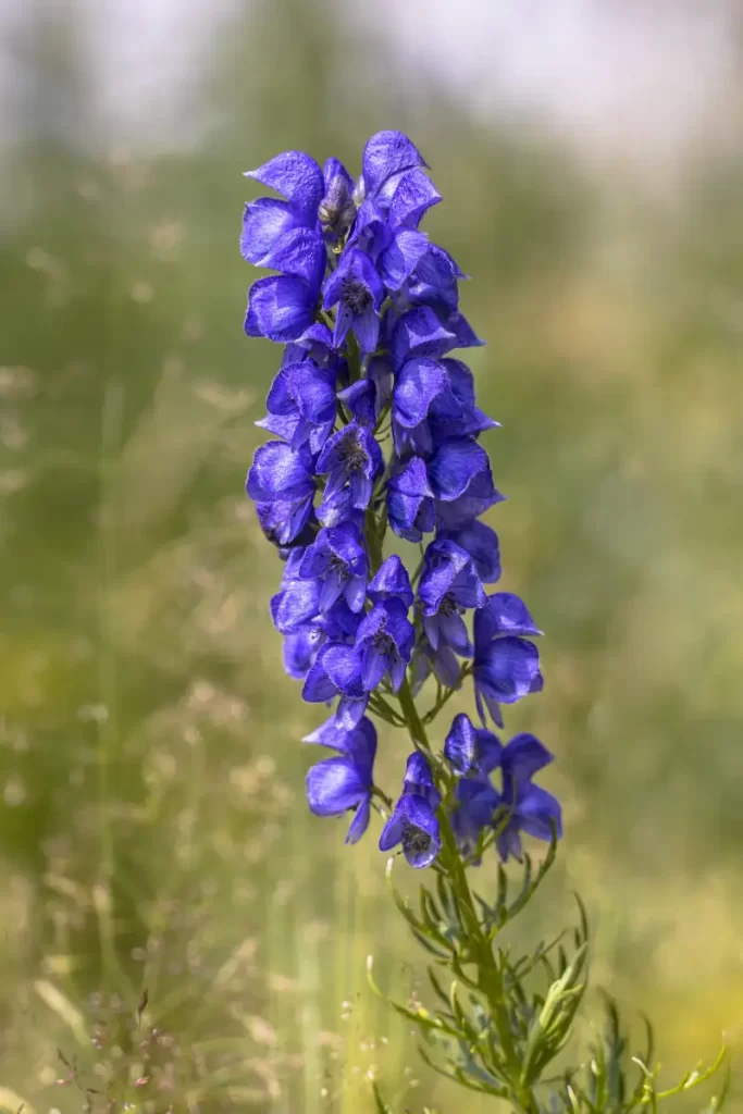 Flower Names List