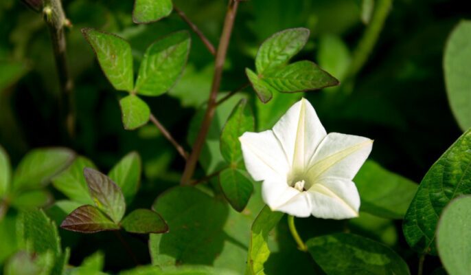 flower names