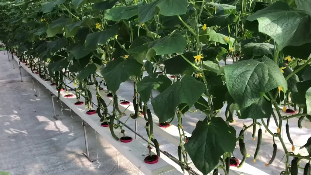 Cucumbers in Hydroponics