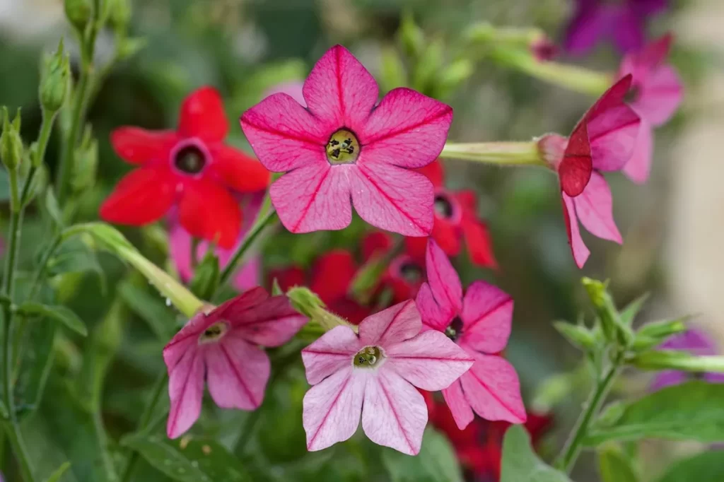 Flower Names List