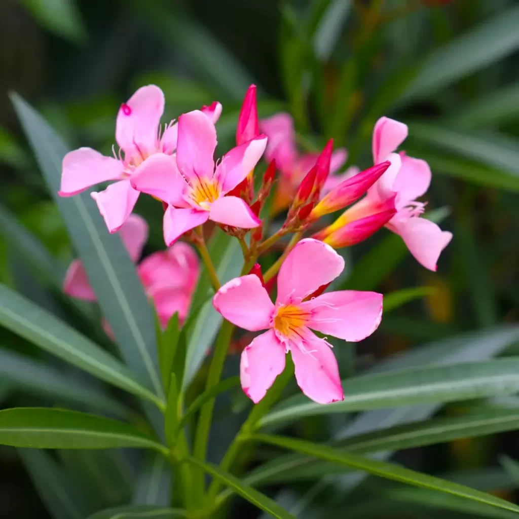 Flower Names List