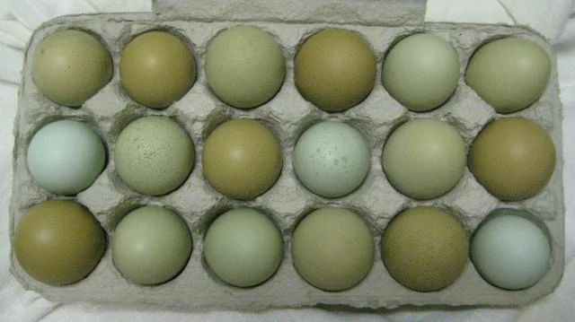 Olive Egger egg