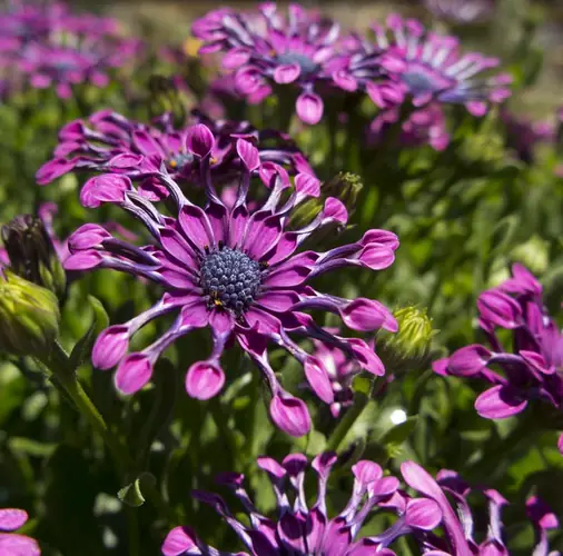 purple flowers