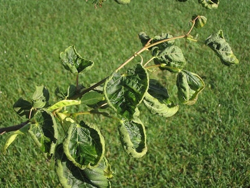 Pesticide damage