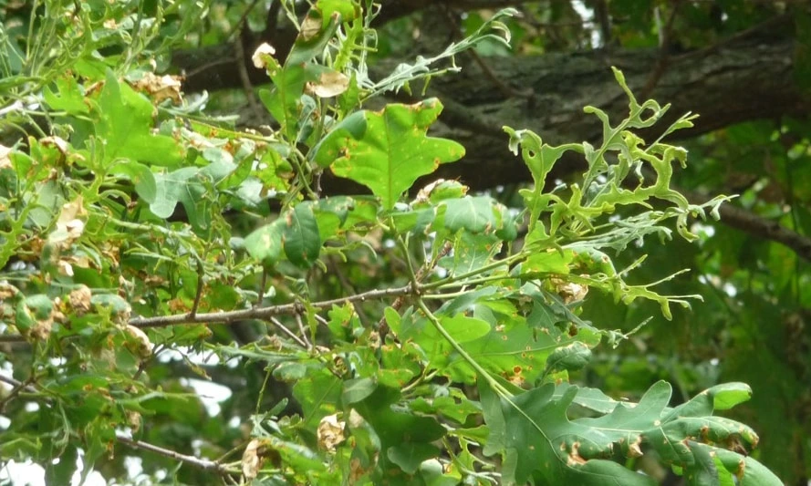 Pesticide damage