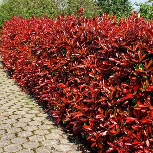 Photinia