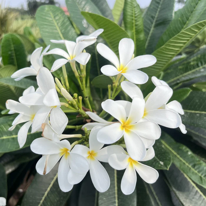 Plumeria