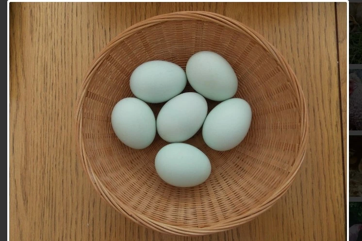 Prairie Bluebell Egger eggs