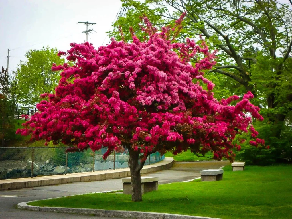 crabapple tree