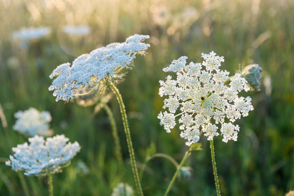 Flower Names List