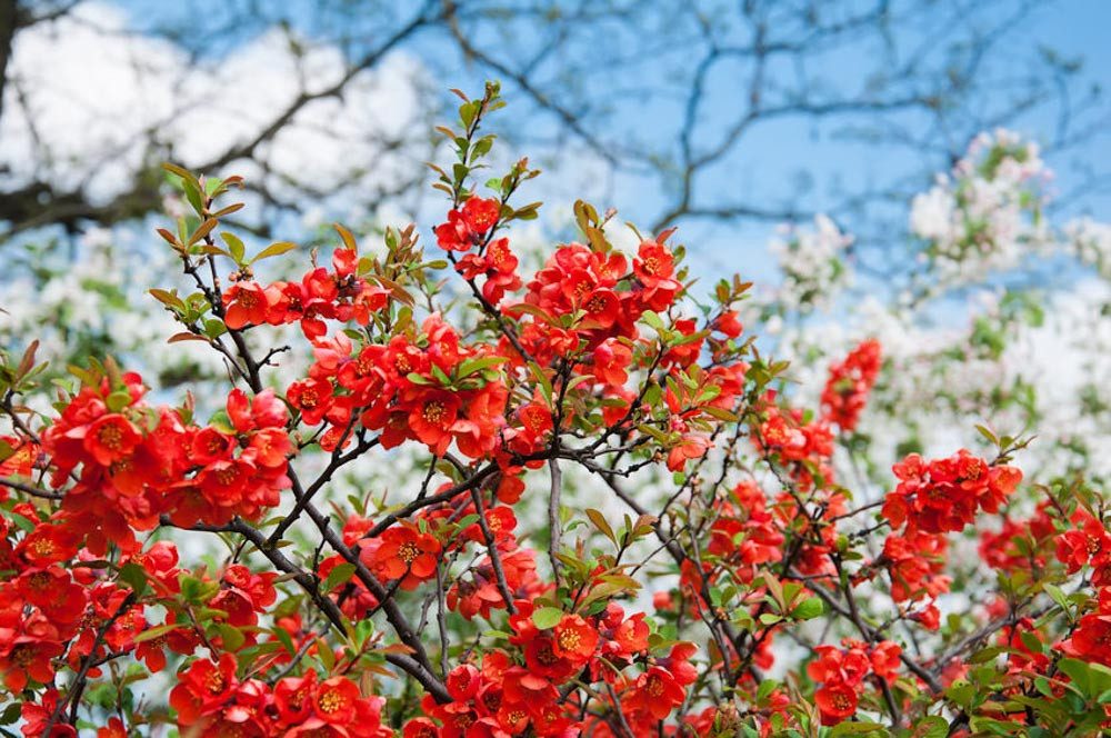 Flower Names List