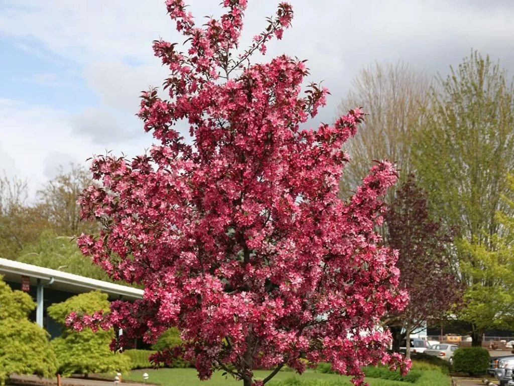 crabapple tree