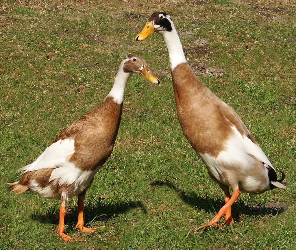 Runner ducks