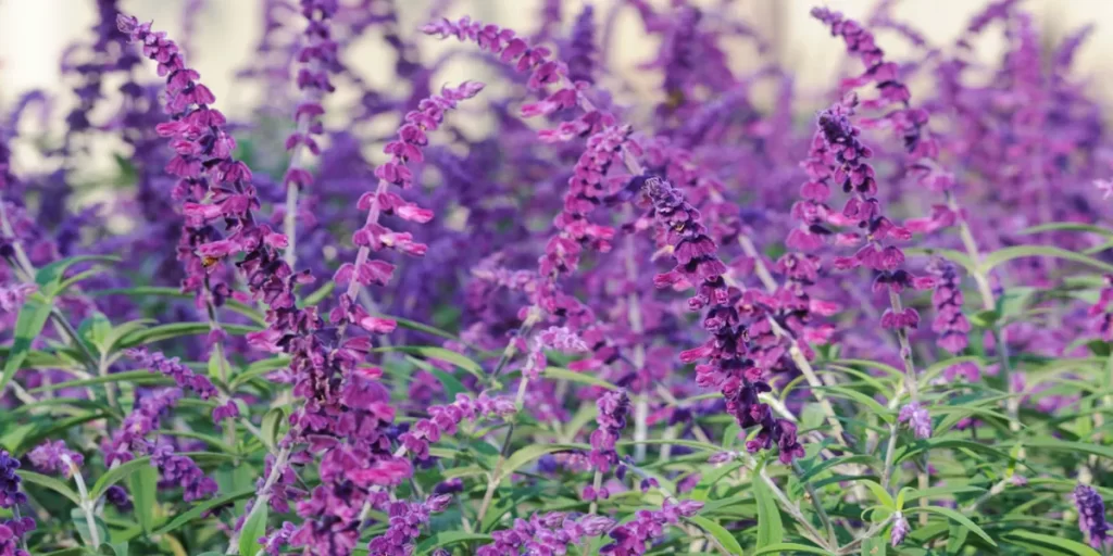 purple flowers