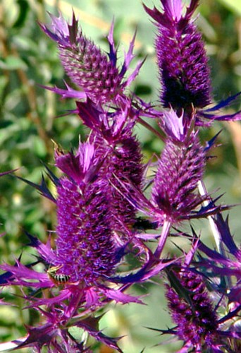 purple flowers