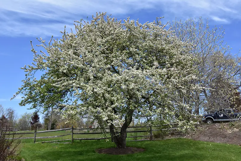 Snowdrift crabapple