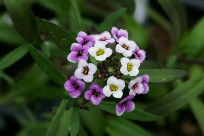 Flower Names List