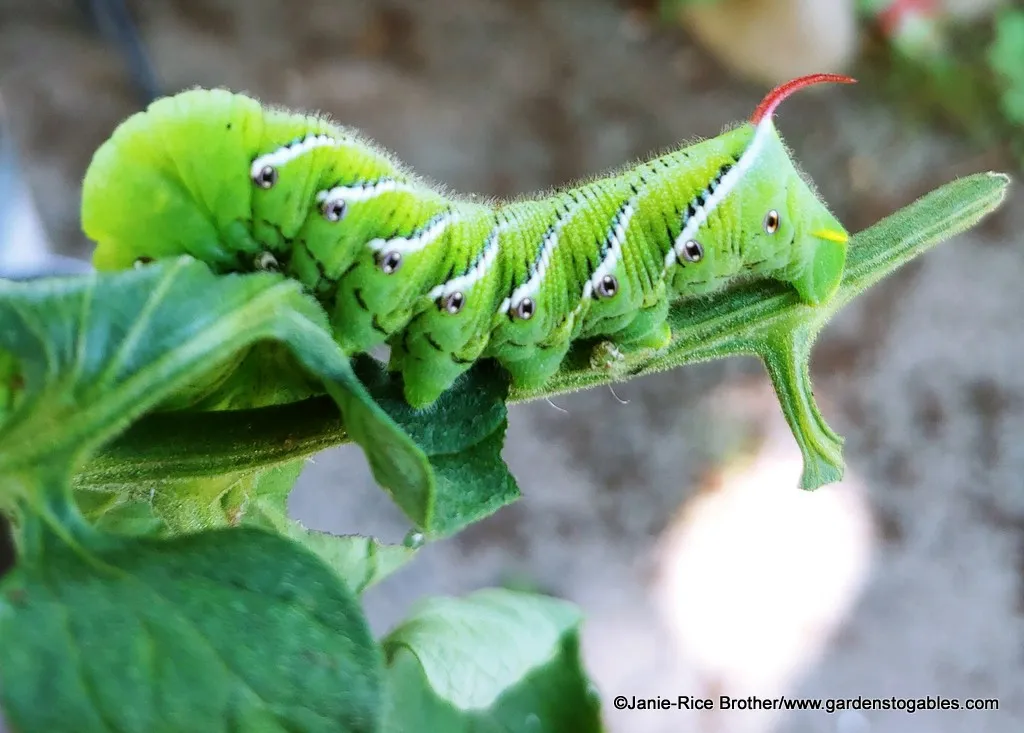 Tobacco Hornworms