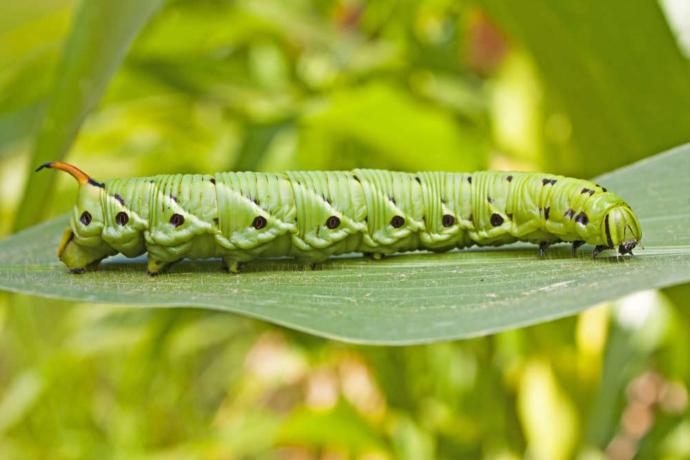 tobacco hornworms