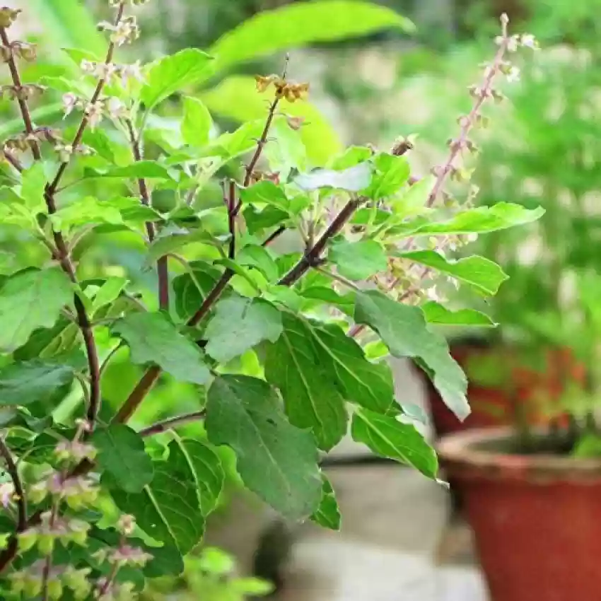 Tulsi