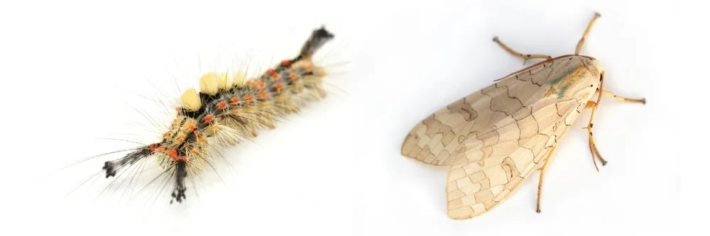 Tussock moth adult caterpillar