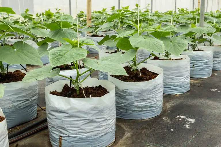 What Size Grow Bag for Cucumbers 768x512 1